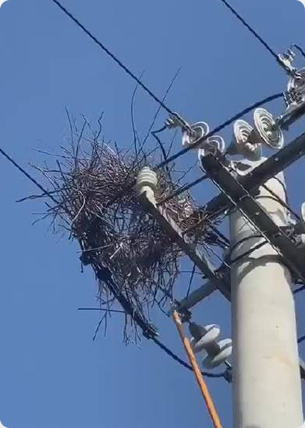 鳥窩清除